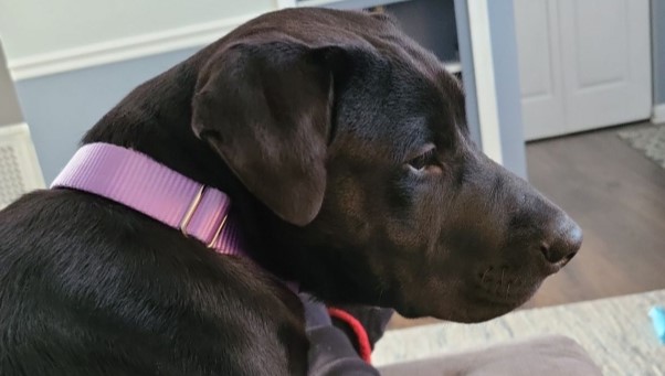 Chocolate Dog Close-up